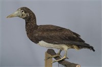 藏品(白腹鰹鳥)的圖片